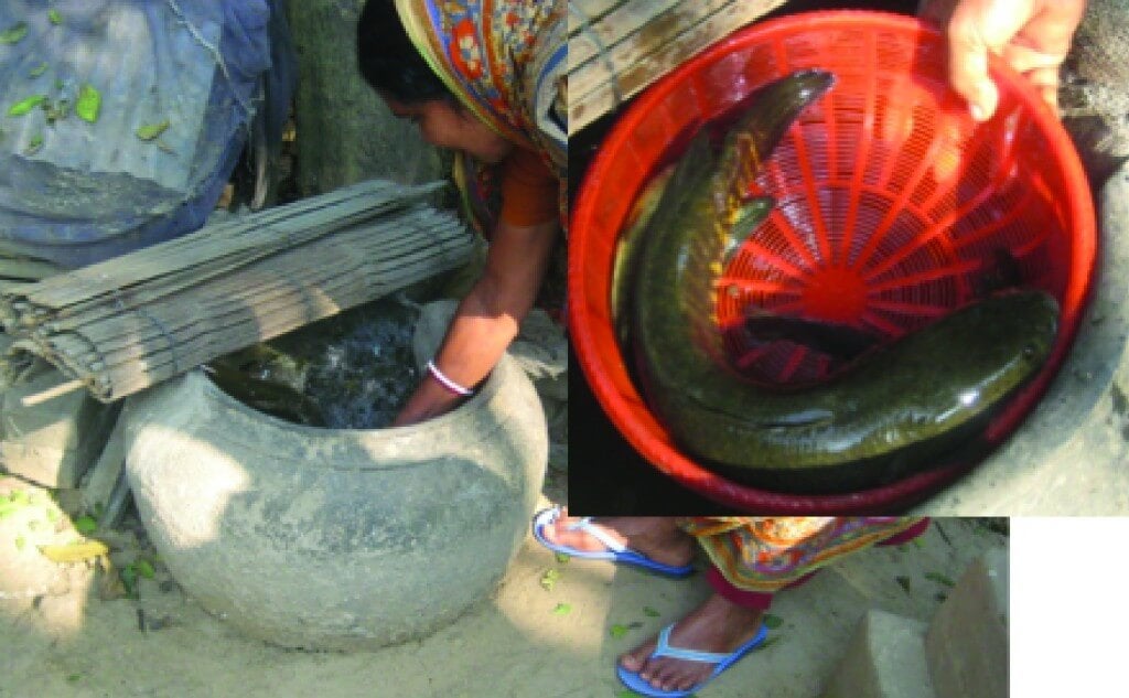 A person taking out a fish from the mud pot.