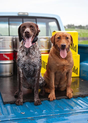doggos in the back of a truck with cases of willibald