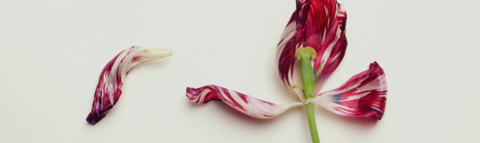 a red and white flower with one petal torn off