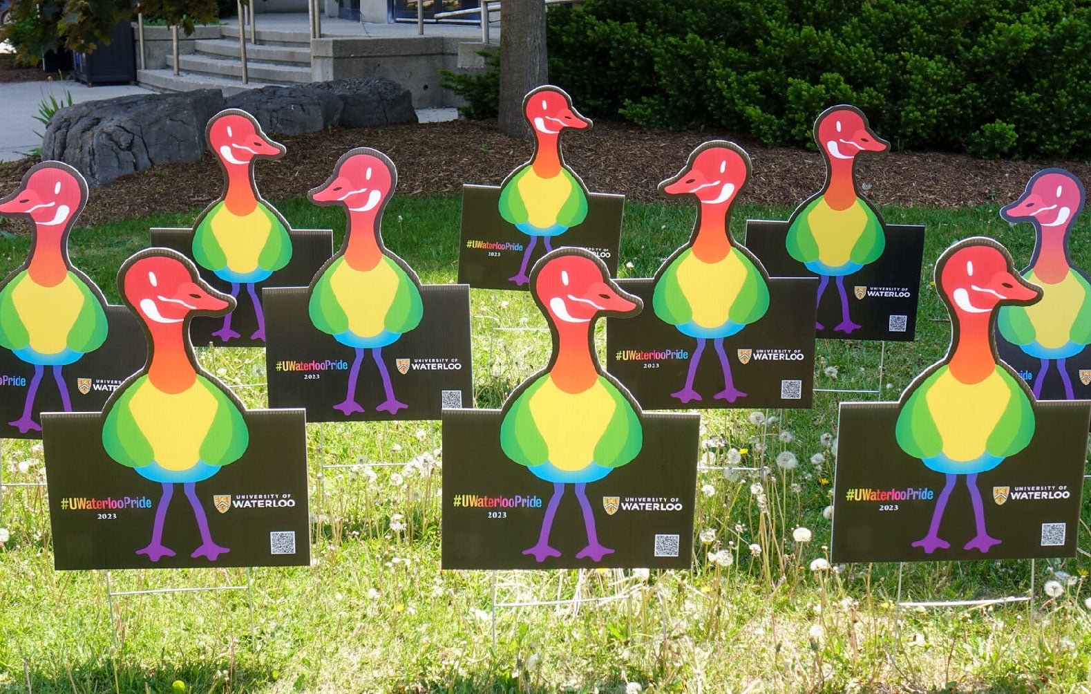 Ten rainbow geese on a lawn