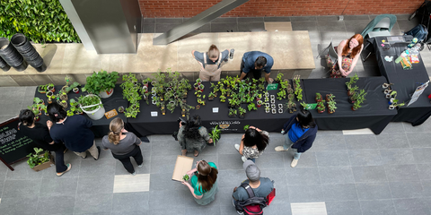 People looking at and trading seedlings
