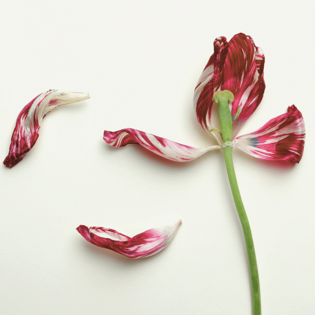Photo of pink flower and petals falling off 