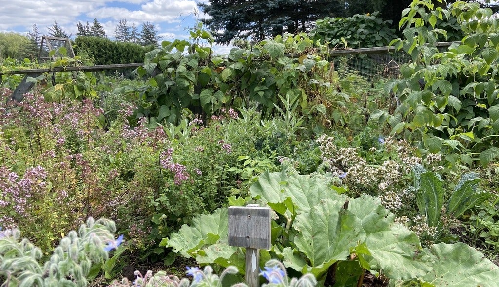 waterloo-community-garden