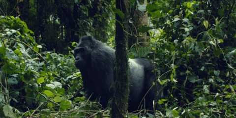 A gorilla in a forest