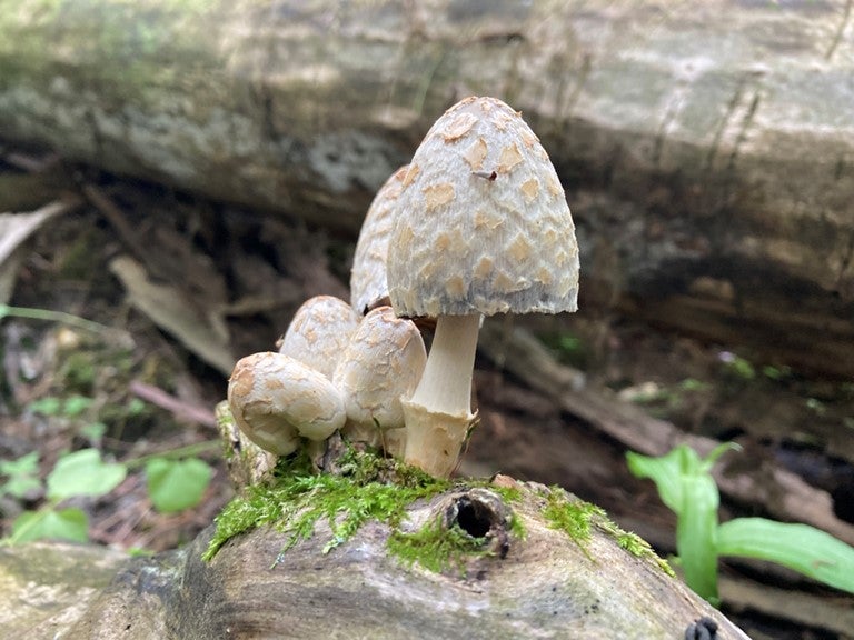 Josh Neufeld often shares photos and descriptions of mushrooms he discovers while walking his dog in the woods, such as these scaly ink caps (Coprinopsis variegata) from July 2021 in the Hydrocut trail area.