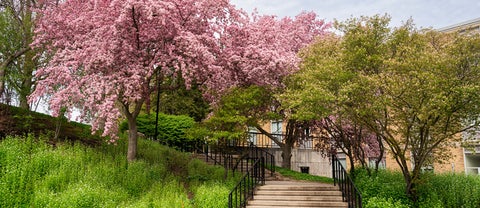 spring trees