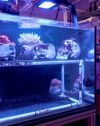 Closeup of an aquarium containing human sculls growing coral.