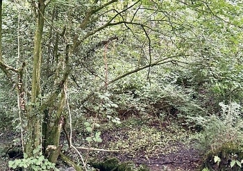 Close-up view of a wooded landscape.