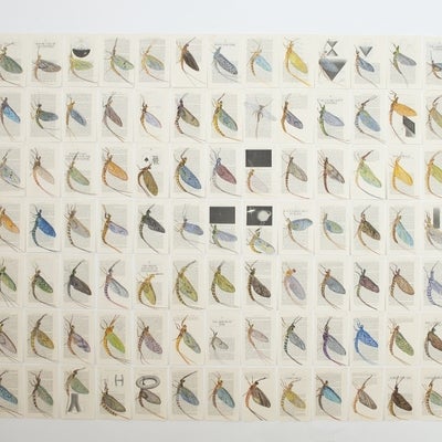 Installation on a wall of 93 drawings of mayflower bugs on the pages from a book
