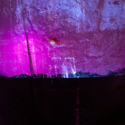 Installation in gallery. Magenta coloured projection of abstracted image and the word "plants" shown both readable and mirrored