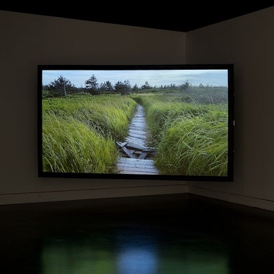Large screen on a wall showing a video of a broken boardwalk through grasslands with evergreen trees in the distance