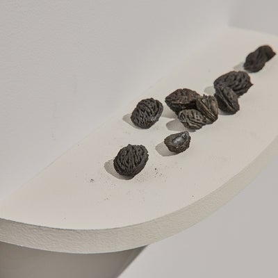 Carbonized peach pits on a white shelf.