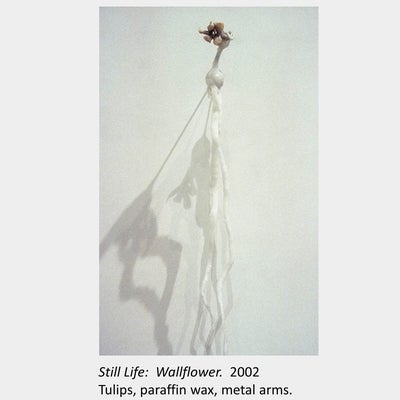 Artwork by Tamara Izsak. Still Life: Wallflower. 2002. Tulips, paraffin wax, metal arms.