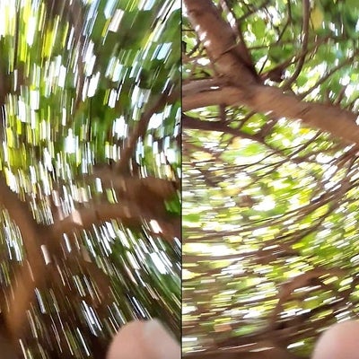 Two photographs taken by looking up into tree branches and spinning around