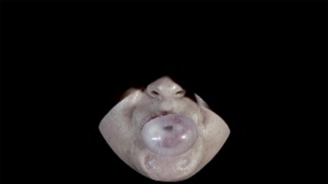 Photograph of a person blowing bubble gum, only the nose, mouth and chin are visible with the rest of the face blacked out.