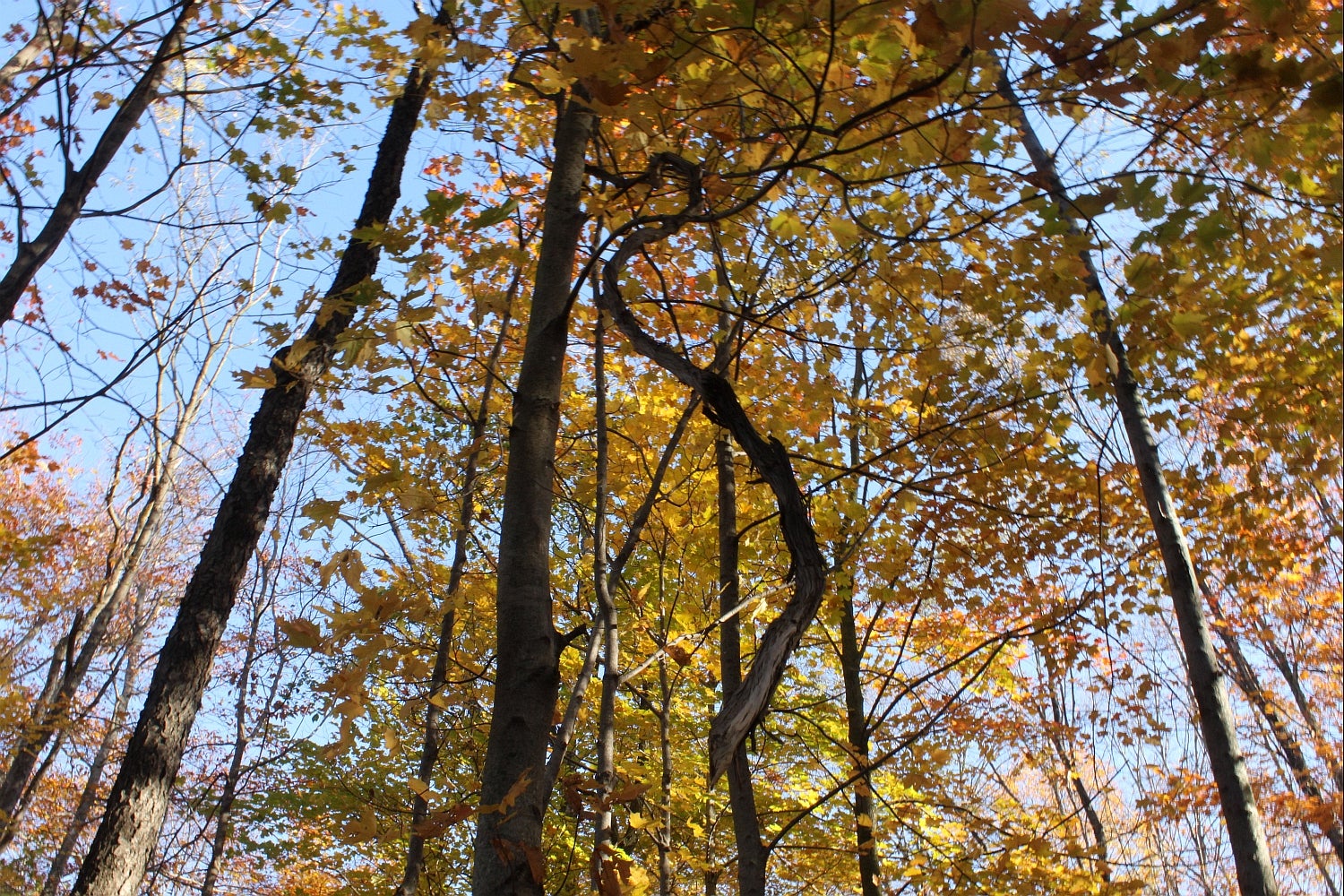 Look up into trees with yellow leaves against a blue sky.  A spiral shaped broken branch hangs from the trees.