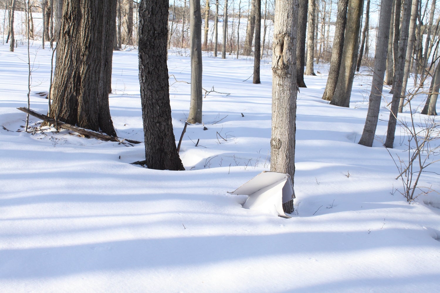 View among trees in the snow, of the trunks with a peice of white cardboard resting against one trunk.