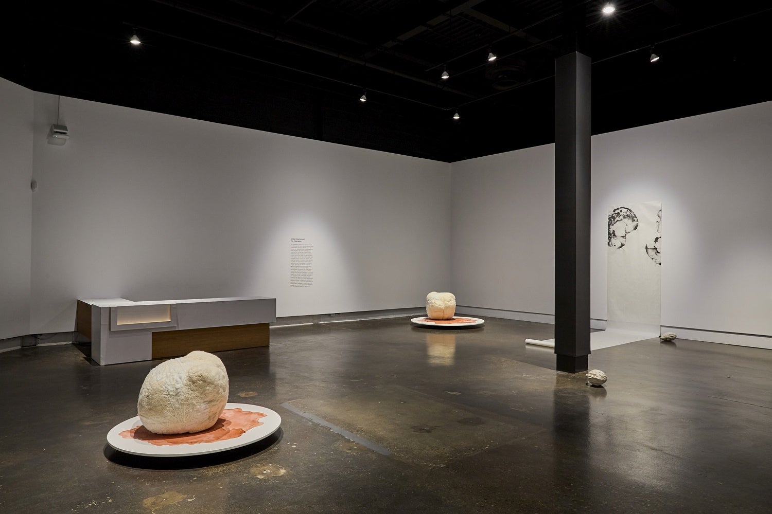 Art gallery installation of large spherical fabric sculptures on circular platforms and charcoal drawings on large scrolls that are hung on the wall and unroll onto the floor.