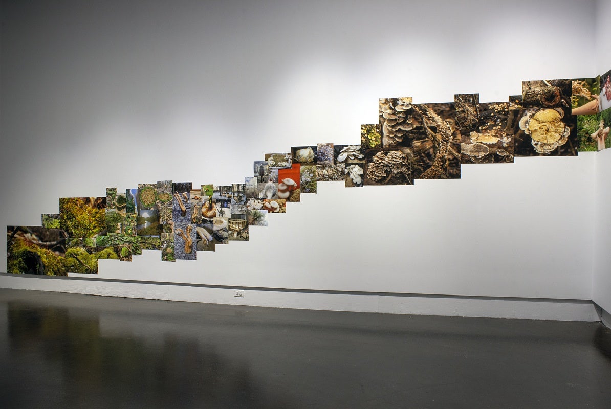 A room in a gallery with an installation of collaged photos of wooded and urban landscape and mushrooms. The photos are arranged in a stepped pattern going across and up one wall.
