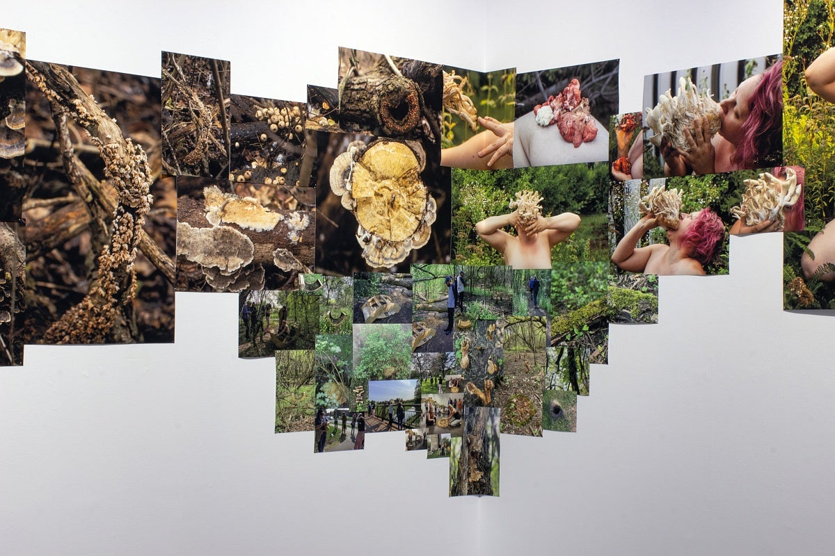 The corner of a room with an installation of collaged photos of wooded landscapes, mushrooms and nude female figures.