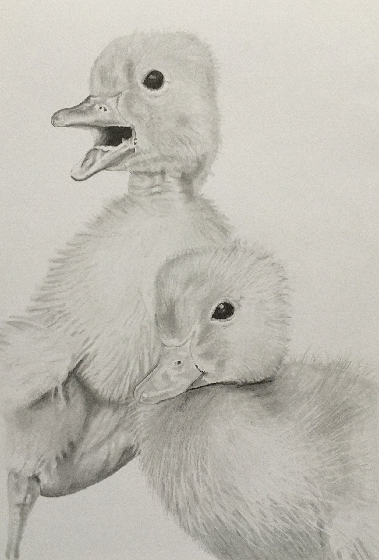 Black and white pencil drawing of two ducklings.