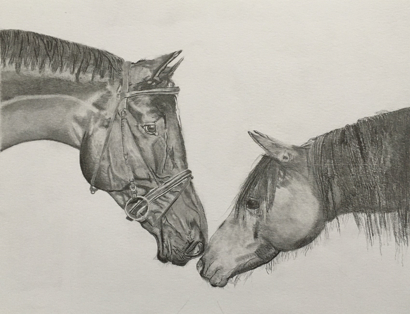 Black and white drawing of two horses heads, noses touching