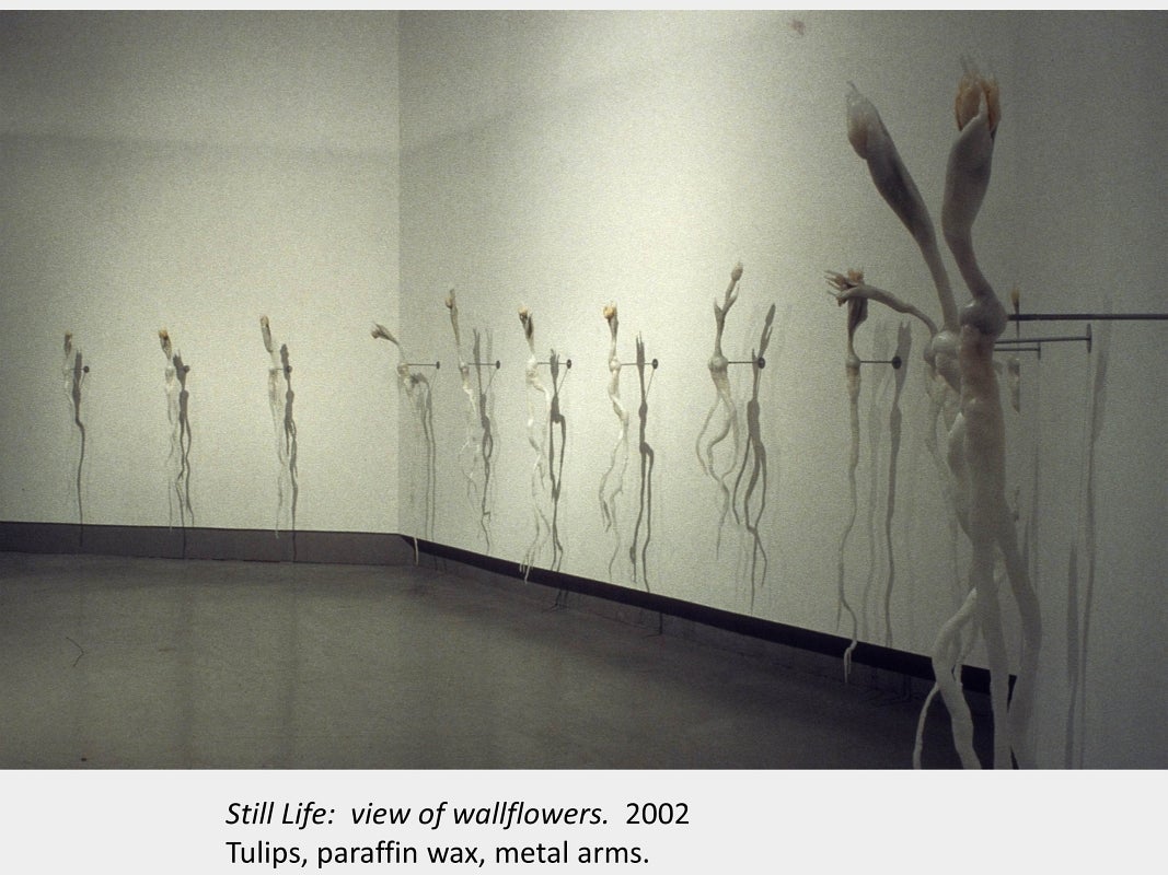 Artwork by Tamara Izsak. Still Life: view of wallflowers. 2002. Tulips, paraffin wax, metal arms.