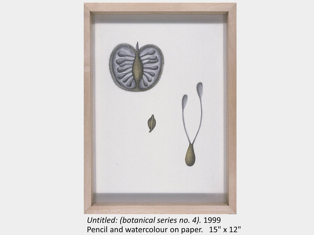 Artwork by Arounna Khounnoraj. Untitled: (botanical series no. 4). 1999. Pencil and watercolour on paper. 15" x 12"