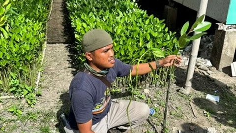 A person holding a young mangrove plant in a mangrove nursery