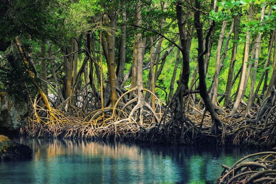 mangroves