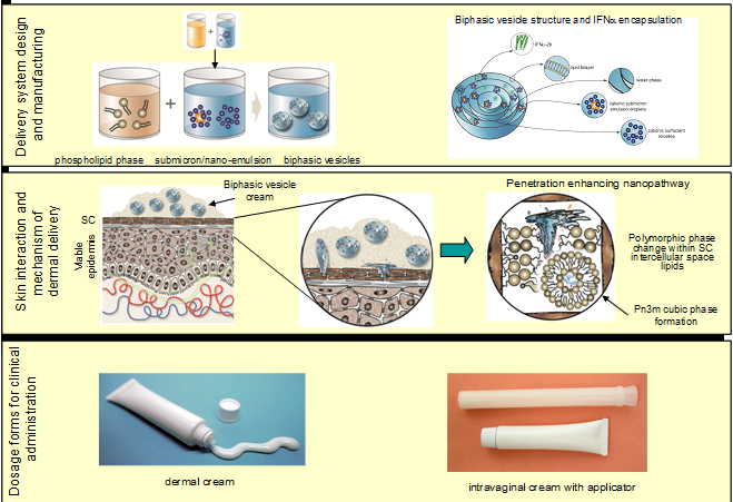 Delivery system for dermal delivery of biphasic vesicles in the treatment of HPV.