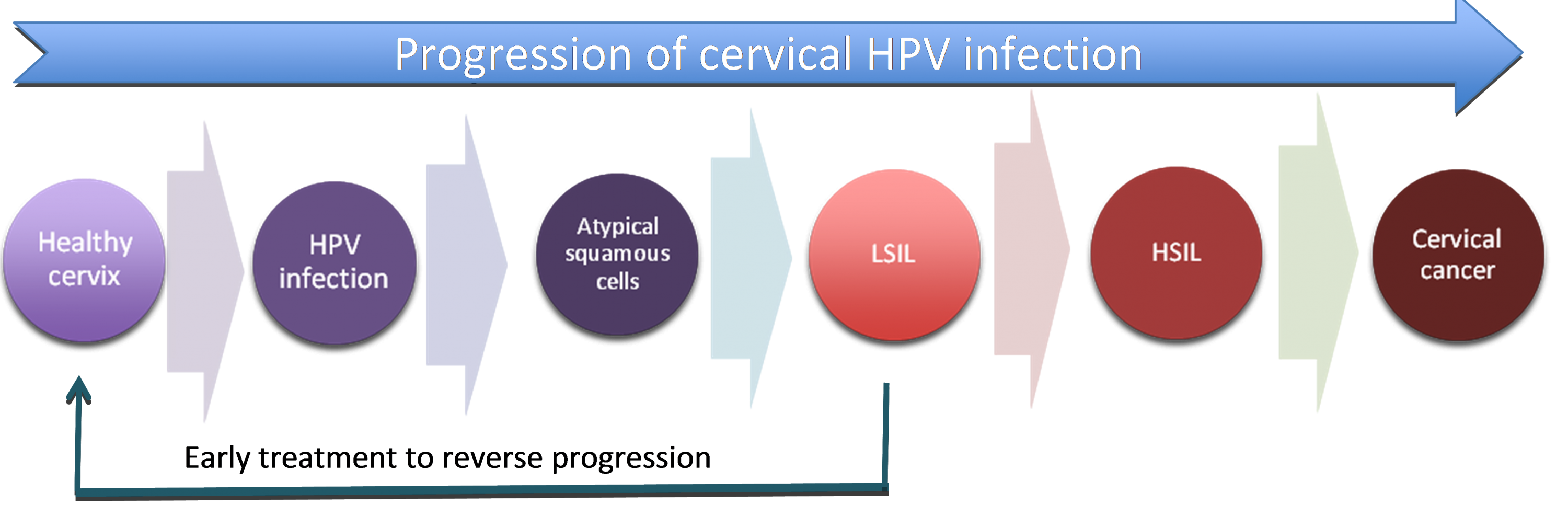 Flow chart showing the progression of cervical HPV infection.