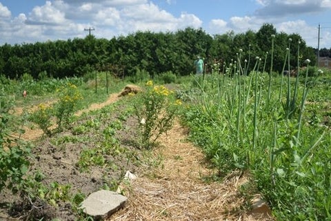 Dave Skene in the Wisahkotewinowak Produce Garden (Wisahkotewinowak, n.d.)