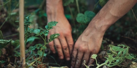 Person holding green plant stem