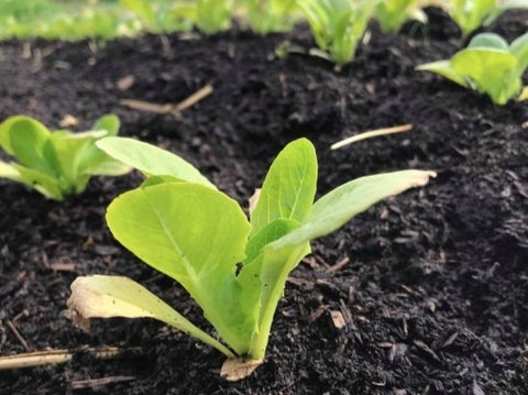 Garden plant from Wisahkotewinowak produce gardens