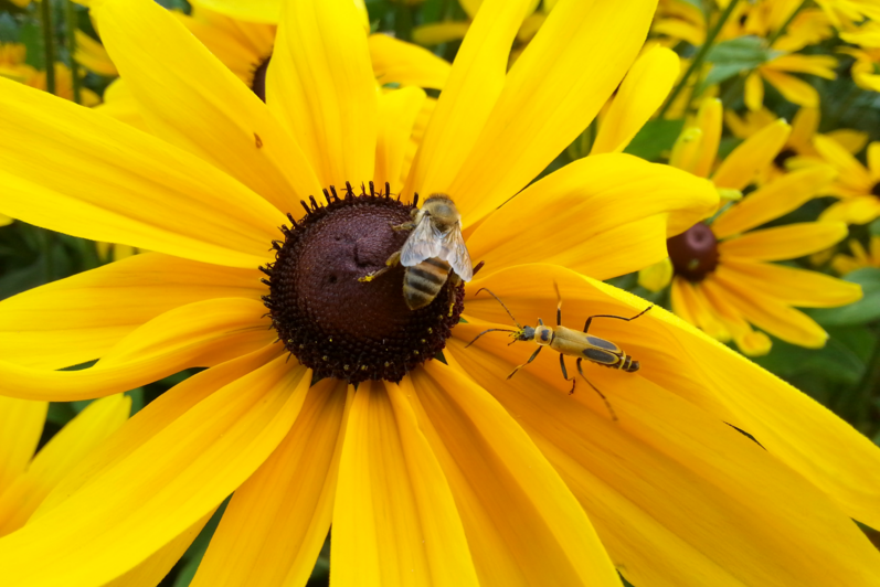 Pollinators and bees on yellow flowers