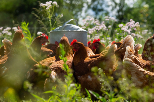 Chickens on Fertile Ground farm