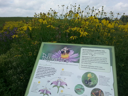 Educational sign about pollinators in front of pollinator strips at Fertile Ground farm