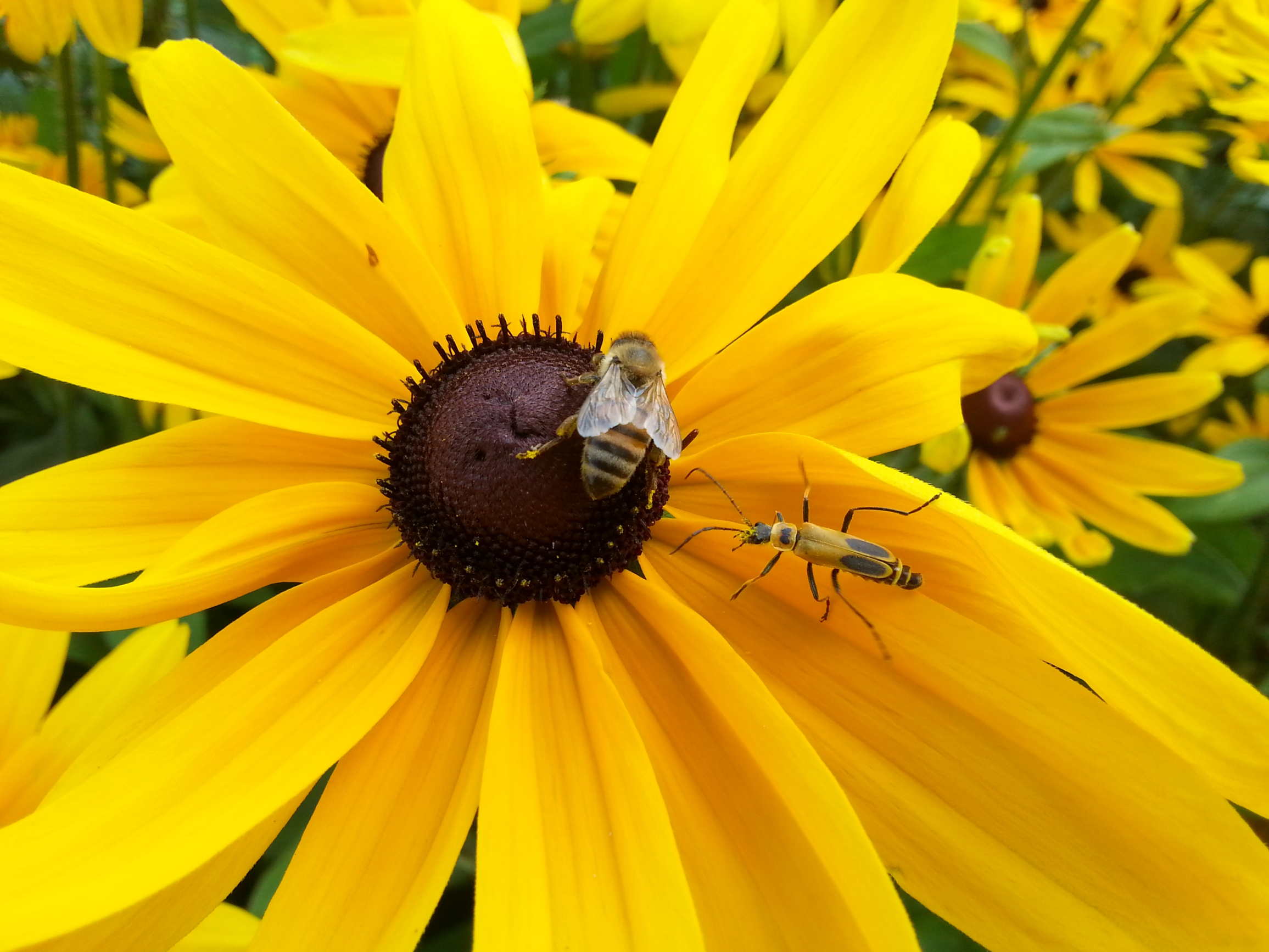 Pollinators and bees on yellow flowers