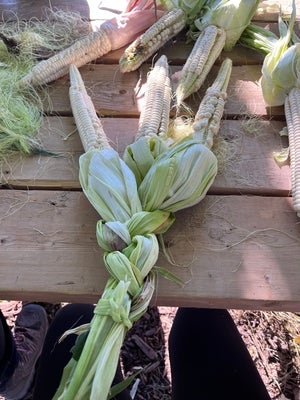 Students braid white corn