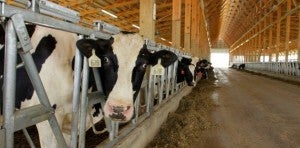 industrial dairy cows