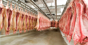 pig carcasses hanging in rows