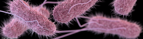 Salmonella serotype Typhi bacteria, credit CDC James Archer.