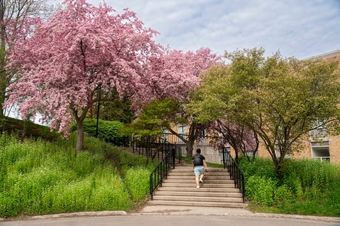 staircase under trees in bloom