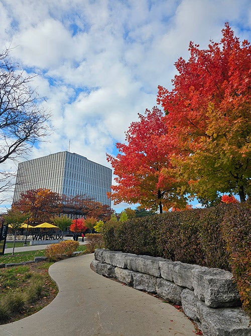 The Porter Library and Waterloo sign are seen at the end of a path lined with brightly coloured fall trees