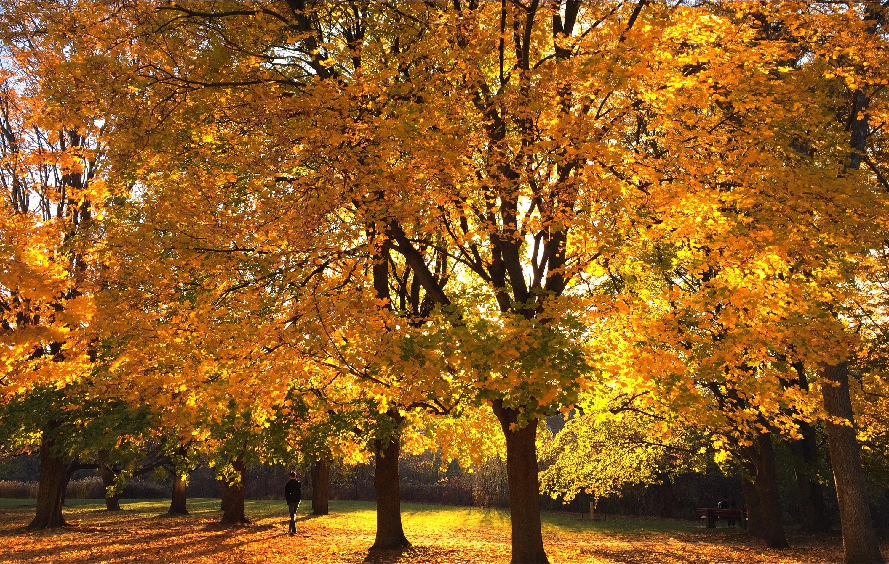 Campus in the Fall