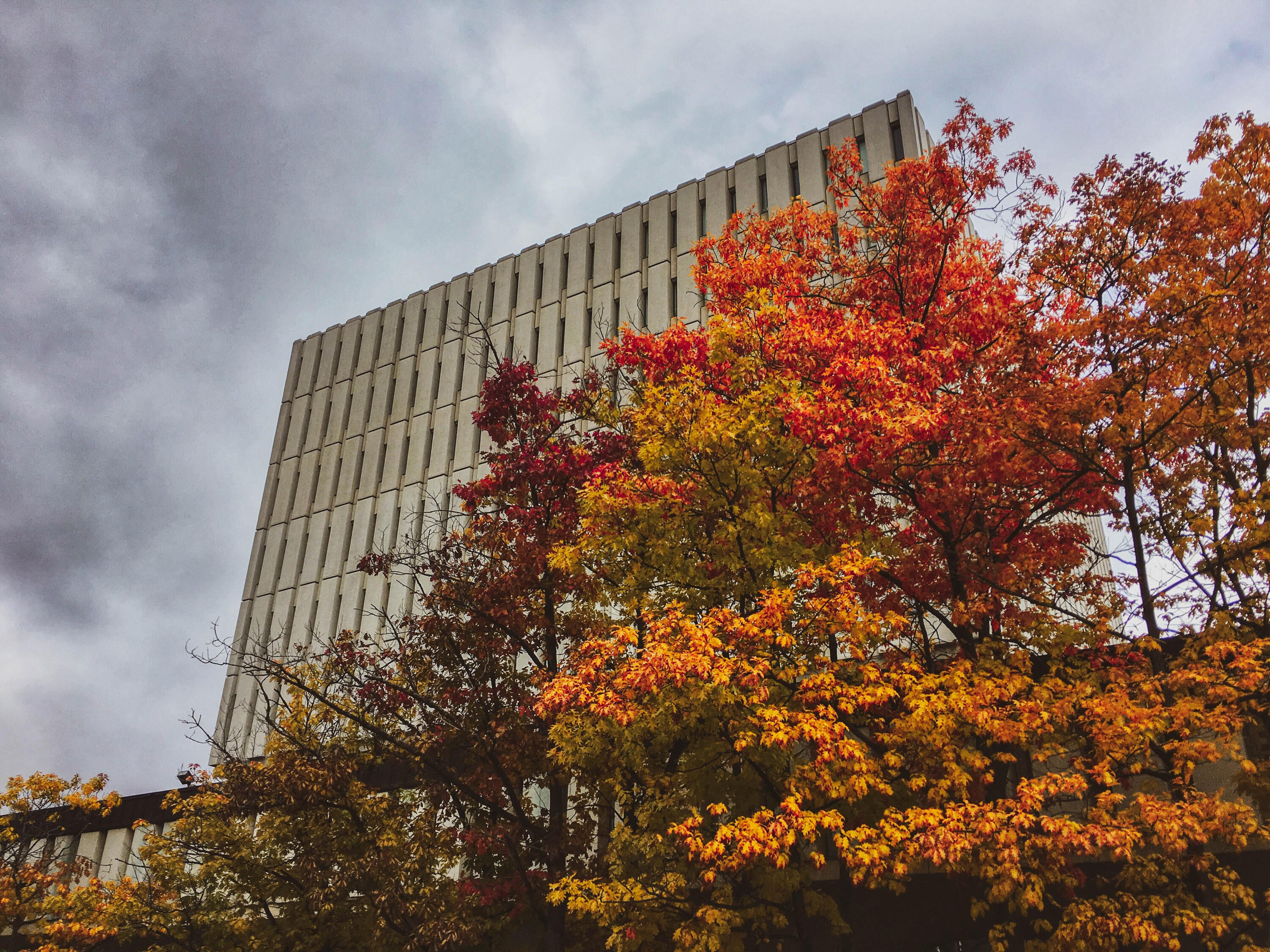 Dana Porter library in the Fall