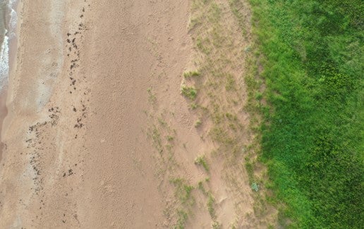 Wide angle shot of a coastal beach and dune interaction.