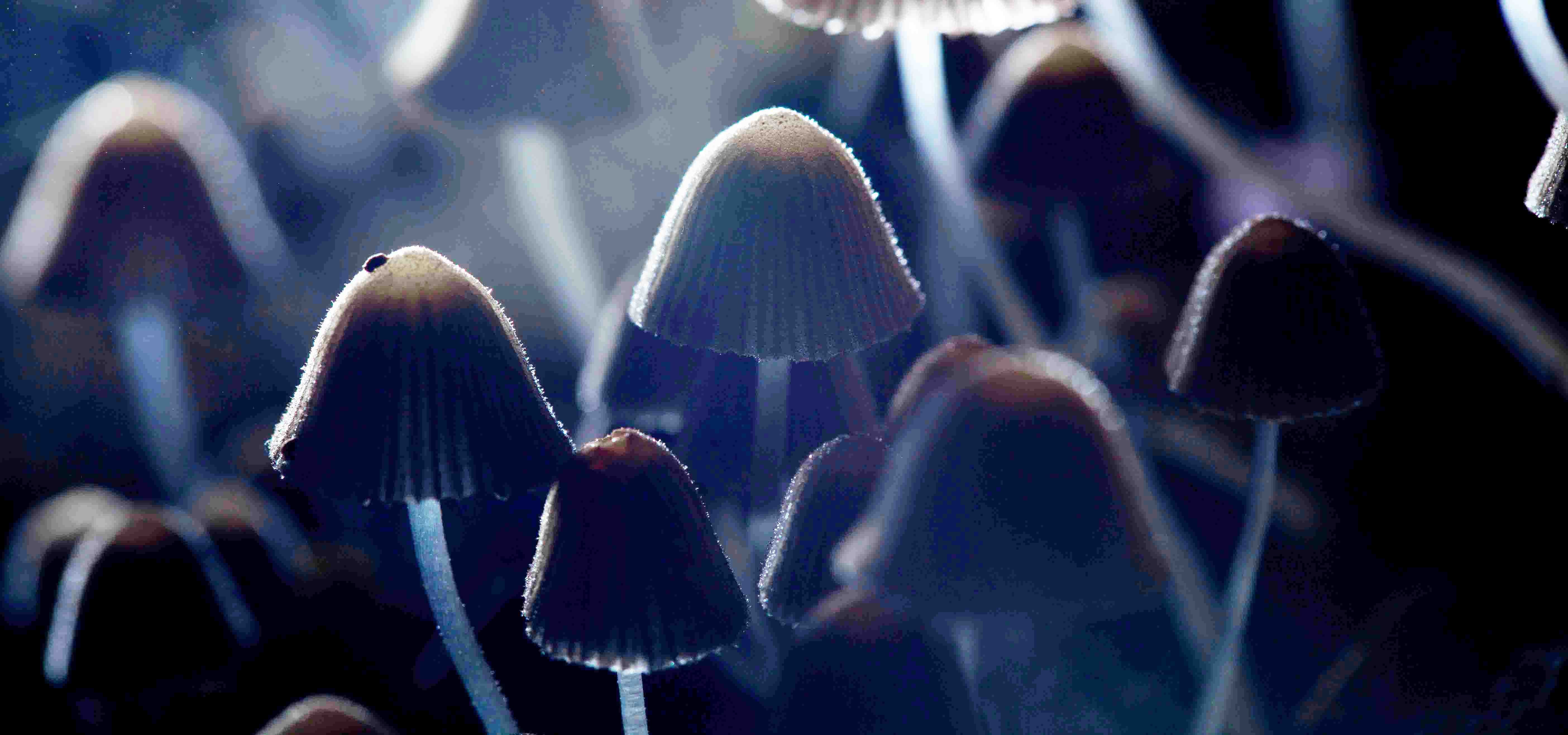A patch of mushrooms in the dark with some light shining down on them from above.