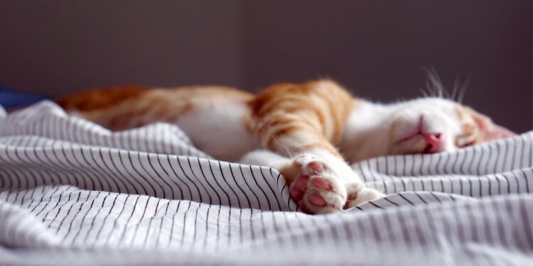 Kitten sleeping in a bed.
